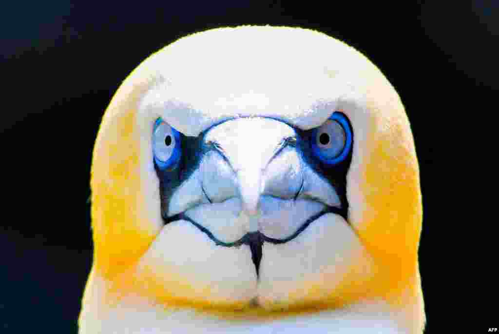 A gannet looks on in his enclosure at the Zoo in Bremerhaven, nothern Germany.