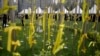 2일 한국 서울 강변에 침몰한 여객선 세월호 희생자들을 기린는 노란 리본이 달려있다.