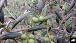 After surviving snows and freezes that killed off several thousand other trees, this arbequina tree is producing a good crop of olives.