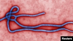 Kwayar Cutar Ebola (bayan da aka yi amfani da gilashin da ya kara girmanta yadda idon dan Adam zai iya gani)