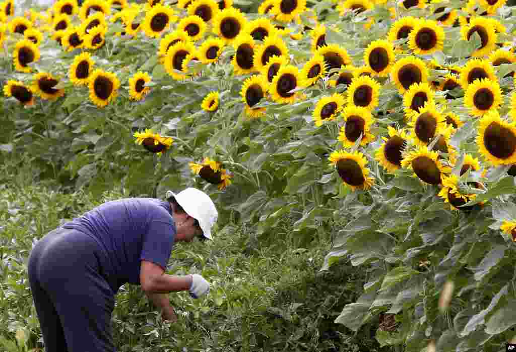 A woman pulls weeds in a field of sunflowers in Lomianki,near Warsaw, Poland.