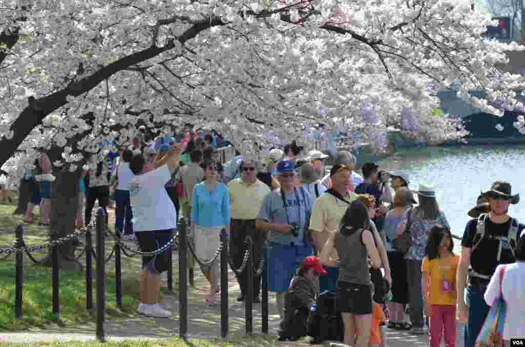 سیاحوں کی ایک بڑی تعداد واشنگٹن میں بہار کے ان اترتے رنگوں کو دیکھنے آتی ہے۔