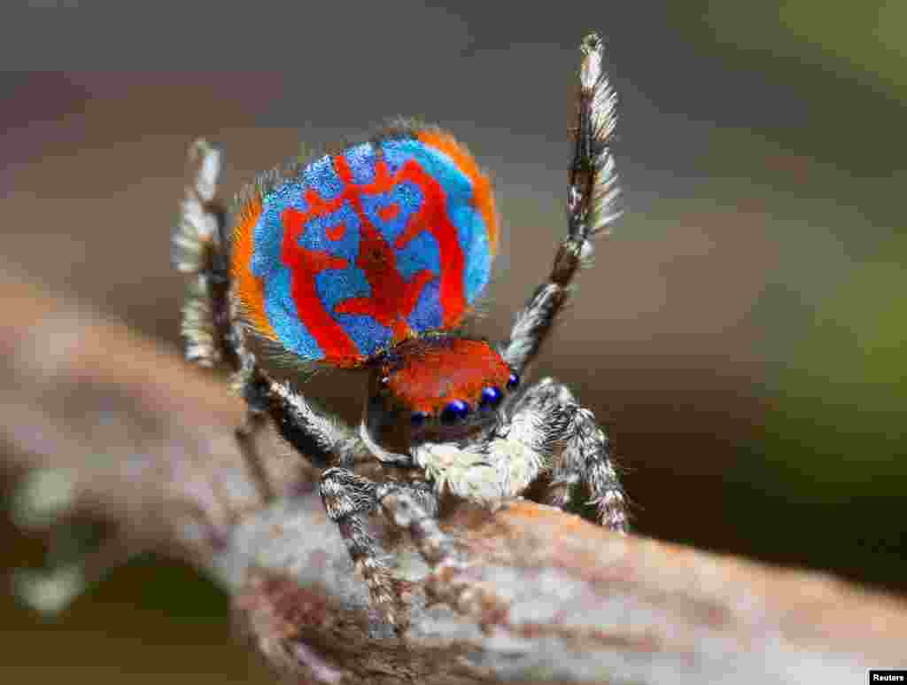 A specimen of the newly-discovered Australian Peacock spider, Maratus Bubo, shows off his colorful abdomen.