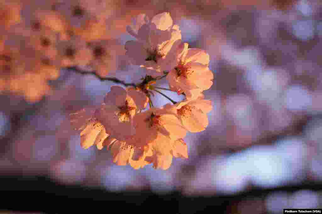 Cherry blossoms are seen in full bloom near the Tidal Basin, Washington,DC. April 3, 2019.