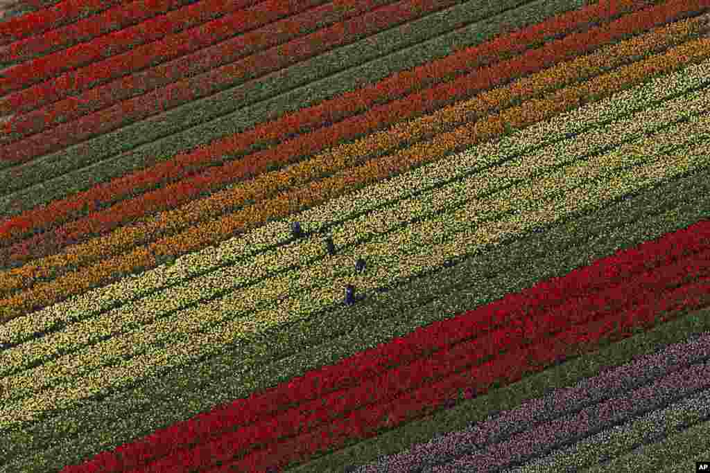 زمین های گل های لاله در باغ ککنهوف در&nbsp; ۲۰ کیلومتری آمستردام