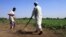 Sudanese farmers prepare their land for agriculture on the banks of the river Nile in Khartoum, November 2009 file photo.