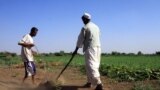 FILE: Sudanese farmers prepare their land for agriculture on the banks of the river Nile in Khartoum, November 11, 2009