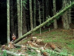 FILE - A large fir tree heads to the forest floor after it is cut by a logger in the Umpqua National Forest near Oakridge, Ore., in this undated file photo.