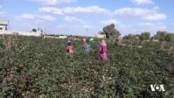 Li Herêma Cizîrê Çandinîya Pembû di Rewşeke Xirab De Ye