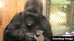 Koko mengadopsi dua anak kucing di ulang tahunnya yang ke-44 – Nn. Gray dan Nn. Black. Ia merawat dan melindungi keduanya seolah-olah mereka anaknya sendiri (foto: Gorilla Foundation)