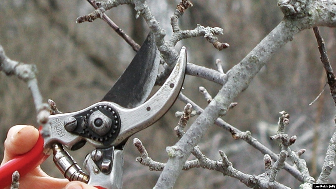 This undated photo shows part of an apple branch being pruned in New Paltz, N.Y. Apple trees must be pruned eventually to encourage new spurs and avoid overcrowding.