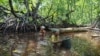 FILE - Berta Sanyi and Paula Hamadi, left, stand chest deep in water as they collect clams in a mangrove forest where only women are permitted to enter in Jayapura, Papua province, Indonesia, Oct. 2, 2024. 