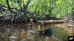 FILE - Berta Sanyi and Paula Hamadi, left, stand chest deep in water as they collect clams in a mangrove forest where only women are permitted to enter in Jayapura, Papua province, Indonesia, Oct. 2, 2024. 