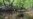 Development, pollution threaten Papuan women's mangrove forest in Indonesia