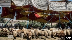 Un vendeur égyptien nourrit des moutons en attendant des clients sur un marché au Caire, le 16 août 2018.