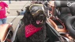 Настоящее Время. Америка – 29 мая 2017