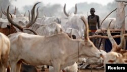 A woman from the cattle herding Mundari tribe walks early morning in a settlement near Terekeka, Central Equatoria state, south Sudan, January 19, 2011. 