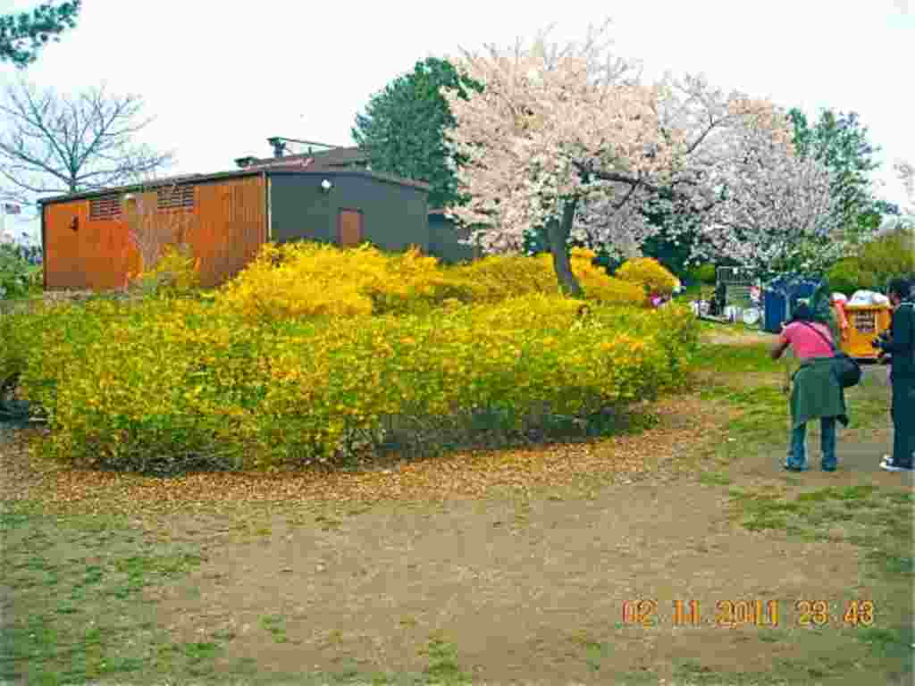 فستیوال شکوفه های گیلاس در واشنگتن ۲۰۱۱