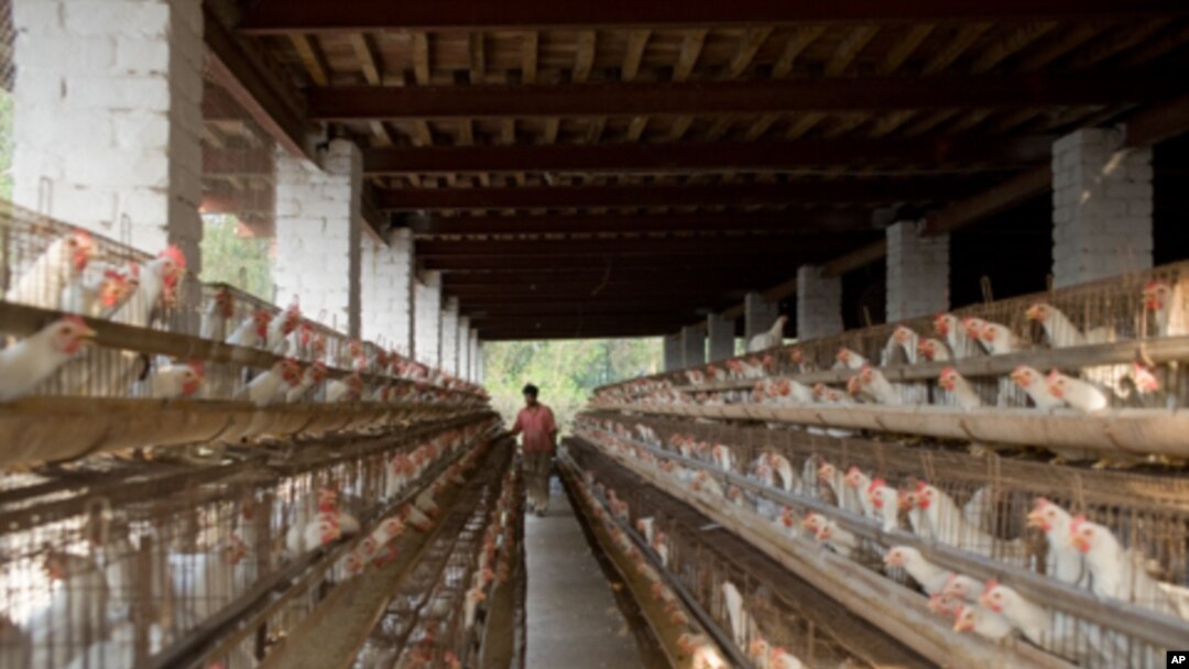 Most eggs in India come from intensive facilities, not roaming village chickens, a transition which is happening in much of the developing world.
