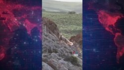 روباه قرمز در پارک ملی گلستان