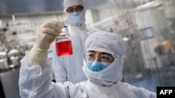 FILE - An engineer looks at monkey kidney cells as he tests an experimental vaccine for the COVID-19 coronavirus inside the Cells Culture Room laboratory at the Sinovac Biotech facilities in Beijing, April 29, 2020.