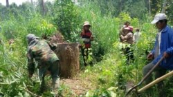 FILE - The Prey Lang Community Network works to preserve Cambodia’s natural environment in Kampong Thom province, Cambodia. (Courtesy photo of The Prey Lang Community Network).