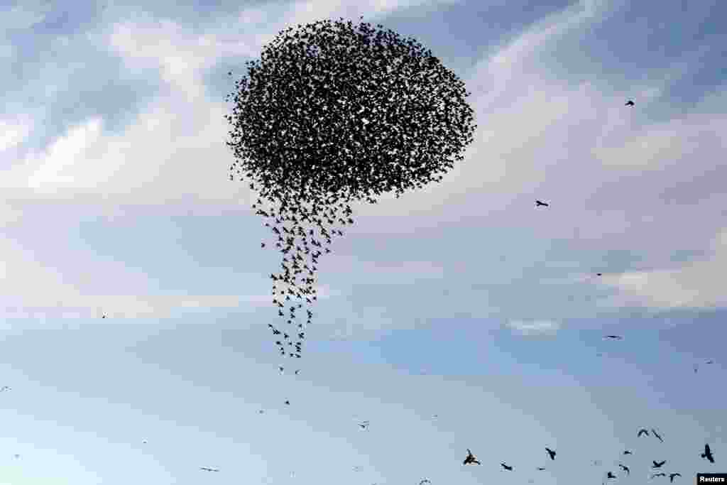 A murmuration of migrating starlings fly in a group near the city of Rahat, Israel, Jan. 1, 2019.