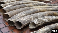Certaines des 19 défenses d'éléphants saisies par les gardes forestiers kenyans, à Nairobi, 31 mars 2013. (KWS)