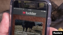 Tudder, aplikasi yang membantu peternak mencari ternak-ternak sapi untuk dikawinkan dengan ternak-ternak milik mereka di Hampshire, Inggris, 12 Februari 2019.