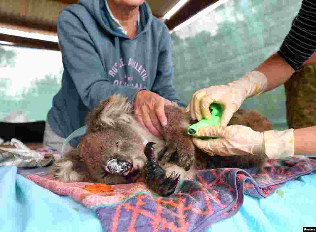 Animal doctors and volunteers treat injured and burned koalas at Kangaroo Island Wildlife Park on Kangaroo Island, southwest of Adelaide, Australia.