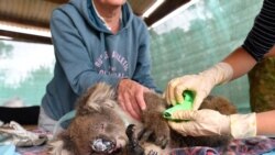 Vets and volunteers treat injured and burned koalas at Kangaroo Island Wildlife Park on Kangaroo Island, southwest of Adelaide, Australia.