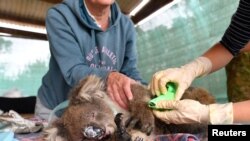 Vets and volunteers treat injured and burned koalas at Kangaroo Island Wildlife Park on Kangaroo Island, southwest of Adelaide, Australia.