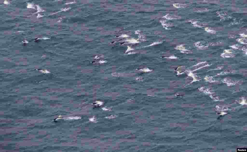 A pod of dolphins is seen from a Royal New Zealand Air Force P-3K2 Orion aircraft searching for missing Malaysian Airlines flight MH370 over the southern Indian Ocean.