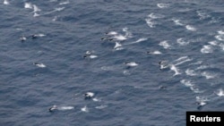 Sekelompok lumba-lumba terlihat dari pesawat Selandia Baru saat mencari pesawat Malaysian Airlines yang hilang di Samudera Hindia, Maret 2014. 