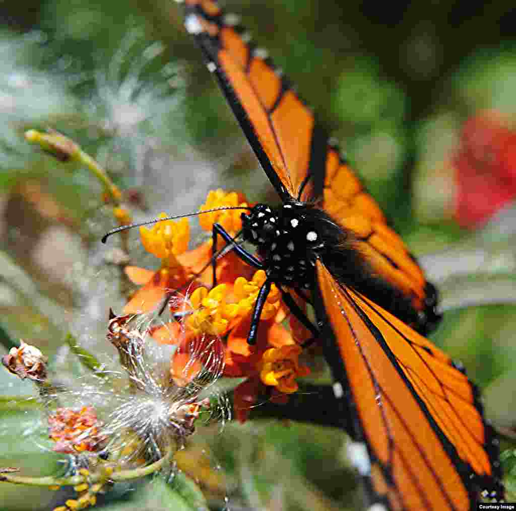 Milkweed, the primary food source for monarch butterflies, has dropped in recent years mirroring the decline of the insect. (Credit: Creative Commons&nbsp;&copy; jungle mama) 
