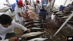 Workers process tuna in the southern Philippines for export. The country's tuna industry has decreased sharply because of fish piracy.