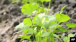 Tests showed cilantro was one of the most effective plants for pulling lead out of polluted water. (File Photo)