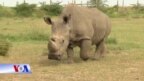 Tê giác trắng Bắc Phi Sudan qua đời và việc bảo tồn loài tê giác