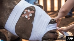 FILE - South African veterinarians apply bandage and stitches to a poached de-horned rhinoceros that was left to die by poachers on a ranch in Bela Bela some 150 KM north of Johannesburg in Bela Bela district, May 20, 2016.