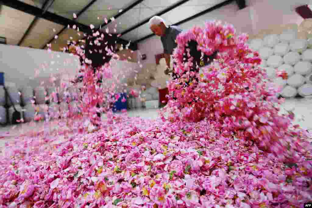 Farmers dry edible rose petals in Haian in China&#39;s Jiangsu province.