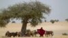 Kalangan Peneliti: Perubahan Iklim Mampu Ubah Kawasan Sahel yang Gersang Jadi Hijau