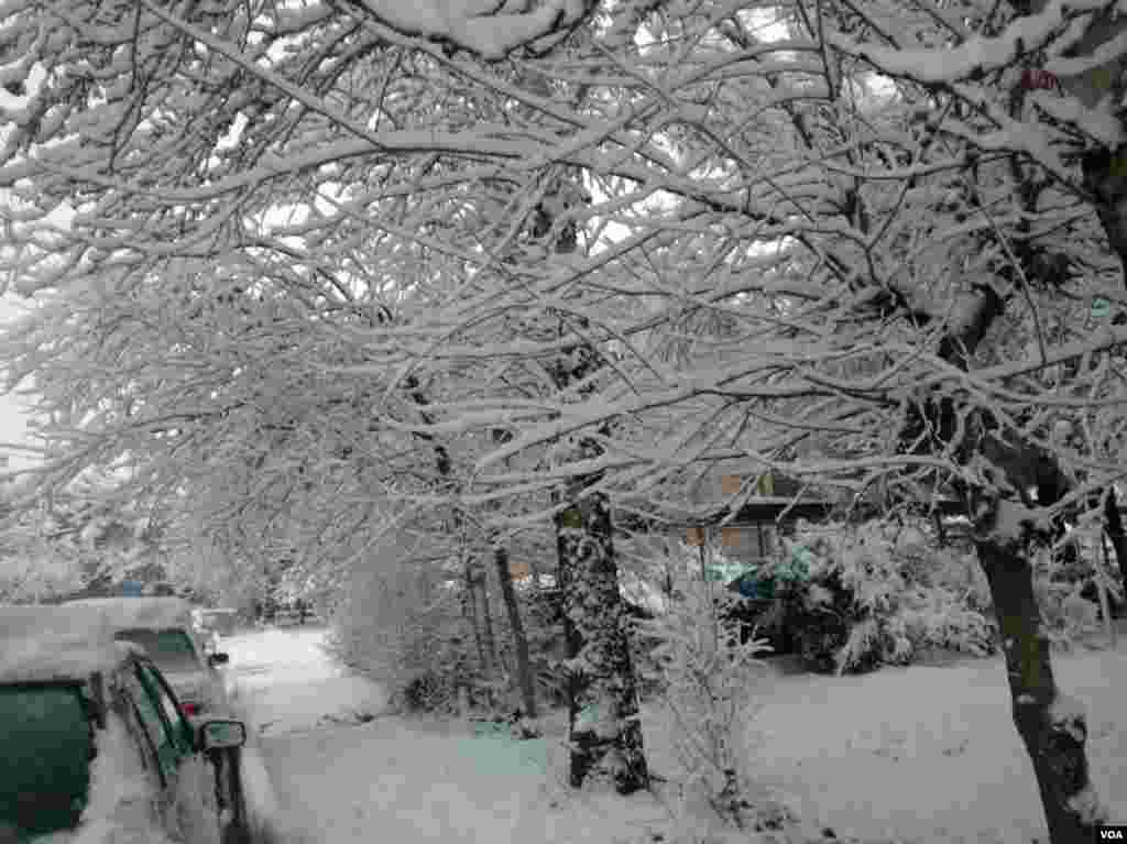 نمایی دیگر از برف تهران عکس: آناهیتا احمدی (ارسالی شما)