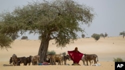 A woman prepares her shawl as her baby lies on the ground, after arriving by donkey to have the baby examined for signs of malnutrition at a walk-in feeding center in Dibinindji, a desert village in the Sahel belt of Chad, April 18, 2012.