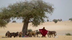 Bourgou sene kurala, Youwarou marabolo la