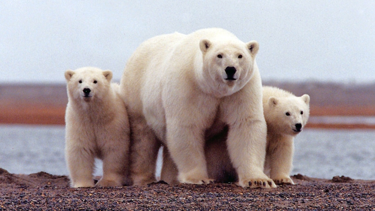 Study directly links greenhouse gas emissions with polar bear decline, UW  professor says