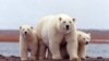 Climate Change Could Drive Polar Bears to Extinction by 2100 