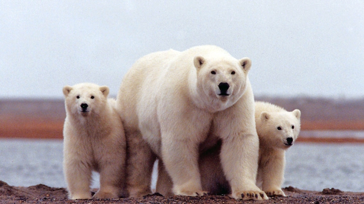 Polar bears could be extinct by 2100, says heartbreaking new study - Big  Think