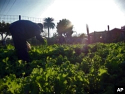 Picking vegetables at the Greater Watts Community Garden