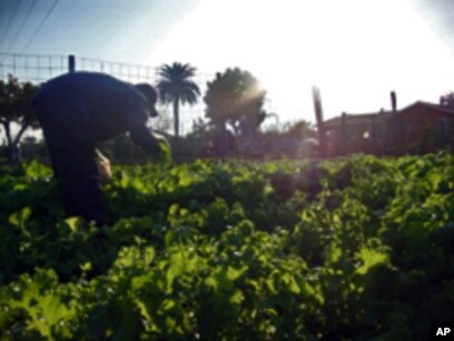 Community Gardens Help Low Income Los Angeles Dwellers