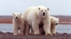 Study Quantifies Link Between Greenhouse Gases, Polar Bear Survival 